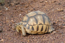 CITES CoP17: Conservationists Urge Immediate Action to End Poaching of Ploughshare Tortoise